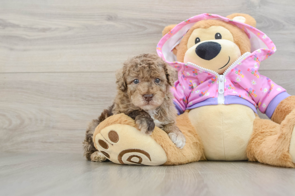 6 week old Poodle Puppy For Sale - Lone Star Pups