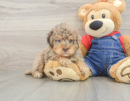 7 week old Poodle Puppy For Sale - Lone Star Pups