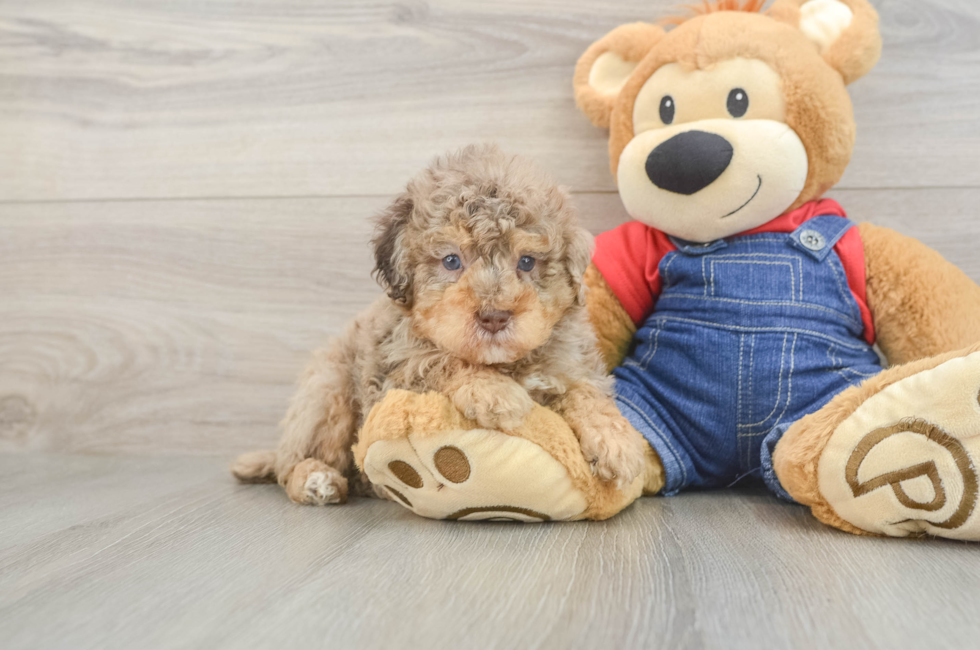 5 week old Poodle Puppy For Sale - Lone Star Pups