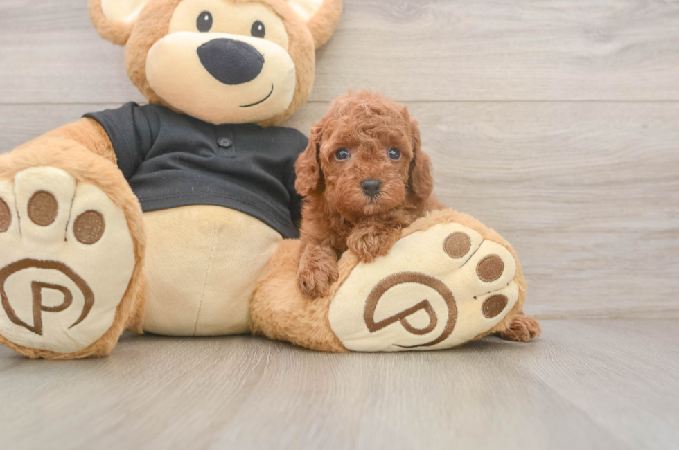 5 week old Poodle Puppy For Sale - Lone Star Pups