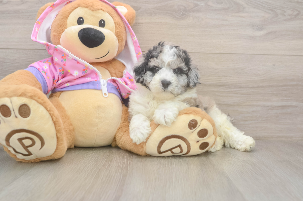 6 week old Poodle Puppy For Sale - Lone Star Pups