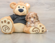 6 week old Poodle Puppy For Sale - Lone Star Pups