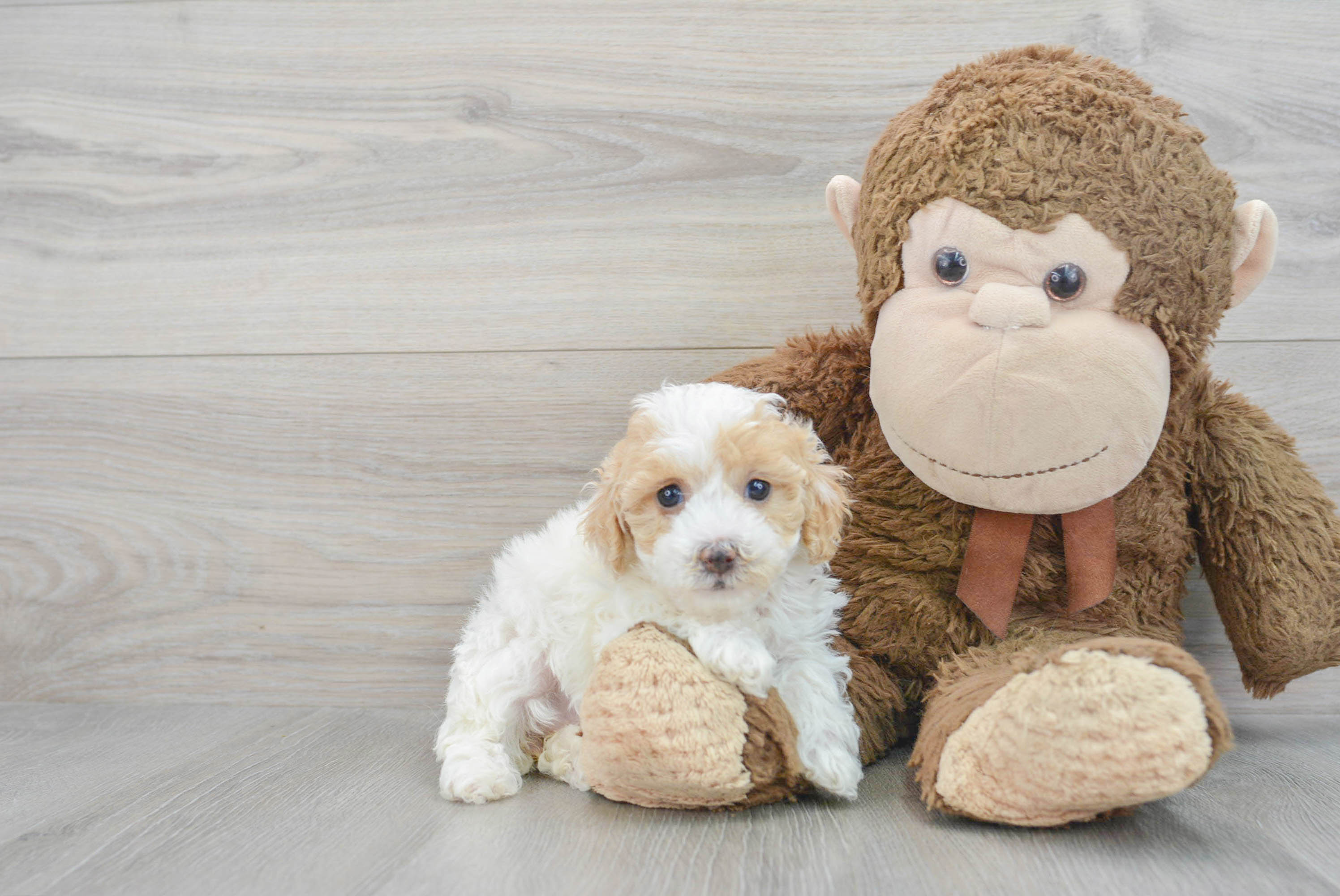 Poodle Pup Being Cute