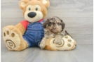 Fluffy Toy Poodle Purebred Puppy