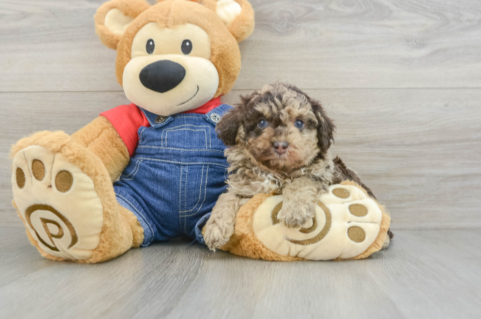 5 week old Poodle Puppy For Sale - Lone Star Pups