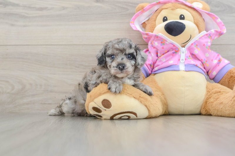 Meet Alexi - our Poodle Puppy Photo 1/3 - Lone Star Pups