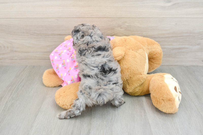 Meet Alexi - our Poodle Puppy Photo 2/3 - Lone Star Pups