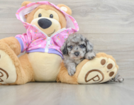 5 week old Poodle Puppy For Sale - Lone Star Pups