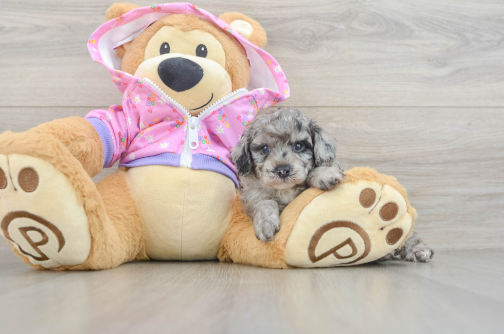 6 week old Poodle Puppy For Sale - Lone Star Pups