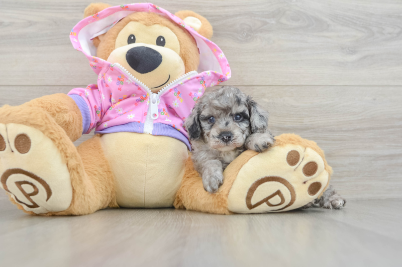 Meet Alexi - our Poodle Puppy Photo 3/3 - Lone Star Pups