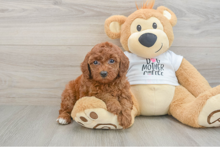 Poodle Pup Being Cute