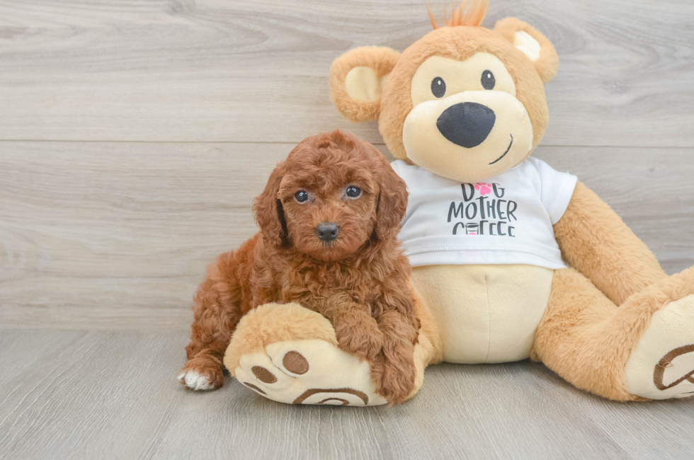 7 week old Poodle Puppy For Sale - Lone Star Pups