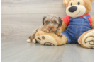 Hypoallergenic Poodle Baby