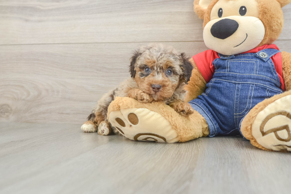 Hypoallergenic Poodle Baby