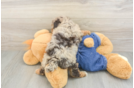Best Poodle Baby