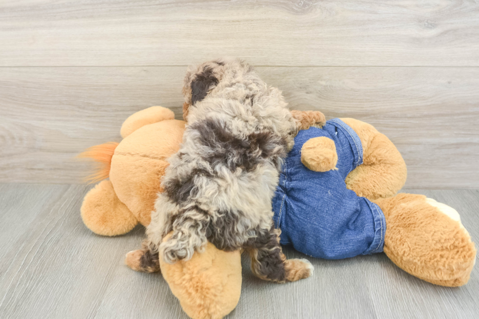 Best Poodle Baby
