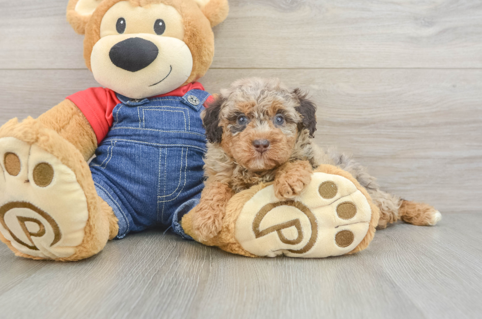 5 week old Poodle Puppy For Sale - Lone Star Pups