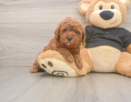 6 week old Poodle Puppy For Sale - Lone Star Pups