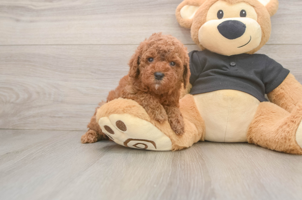 5 week old Poodle Puppy For Sale - Lone Star Pups