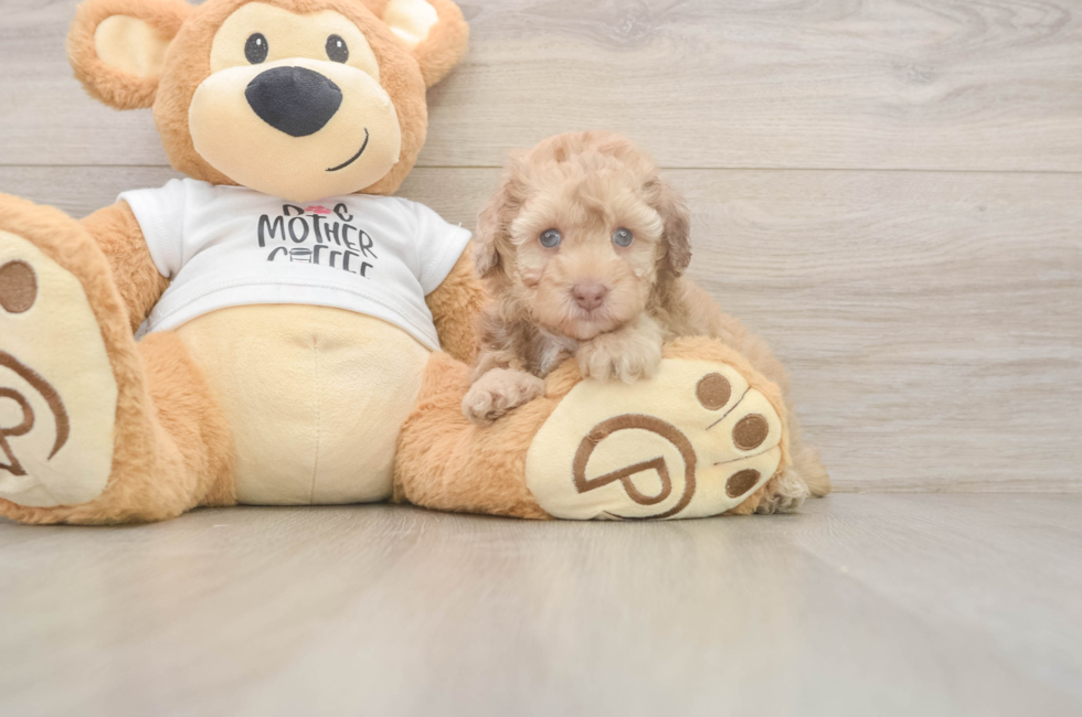 6 week old Poodle Puppy For Sale - Lone Star Pups