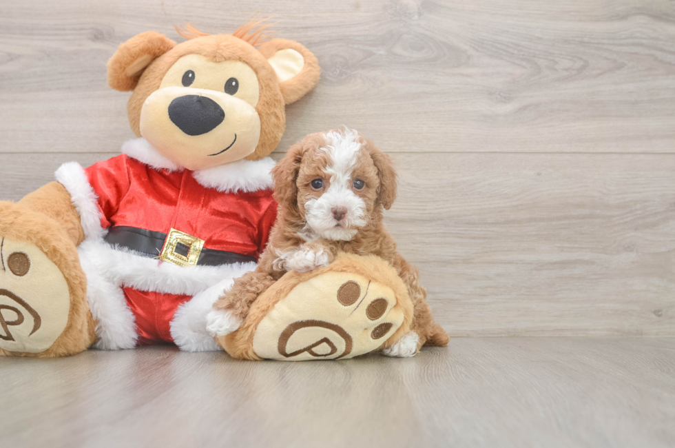 6 week old Poodle Puppy For Sale - Lone Star Pups