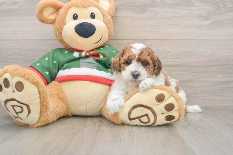 Poodle Pup Being Cute