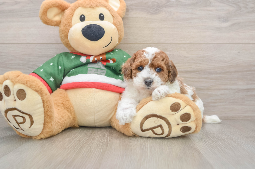 5 week old Poodle Puppy For Sale - Lone Star Pups