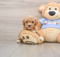7 week old Poodle Puppy For Sale - Lone Star Pups