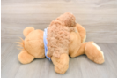 Petite Pooodle Purebred Puppy