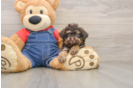 Playful Poodle Purebred Pup