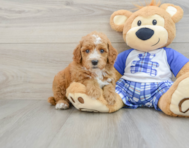 8 week old Poodle Puppy For Sale - Lone Star Pups