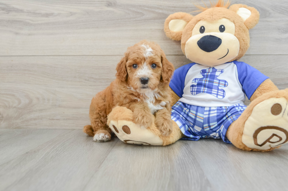 7 week old Poodle Puppy For Sale - Lone Star Pups