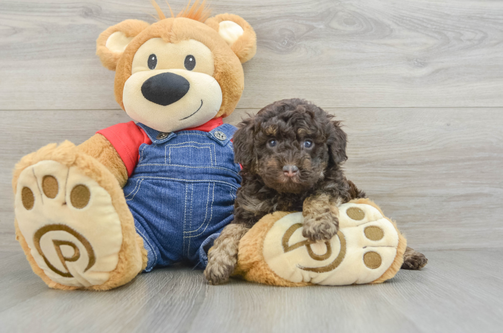 5 week old Poodle Puppy For Sale - Lone Star Pups