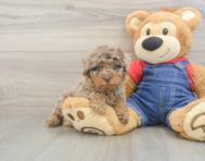 8 week old Poodle Puppy For Sale - Lone Star Pups