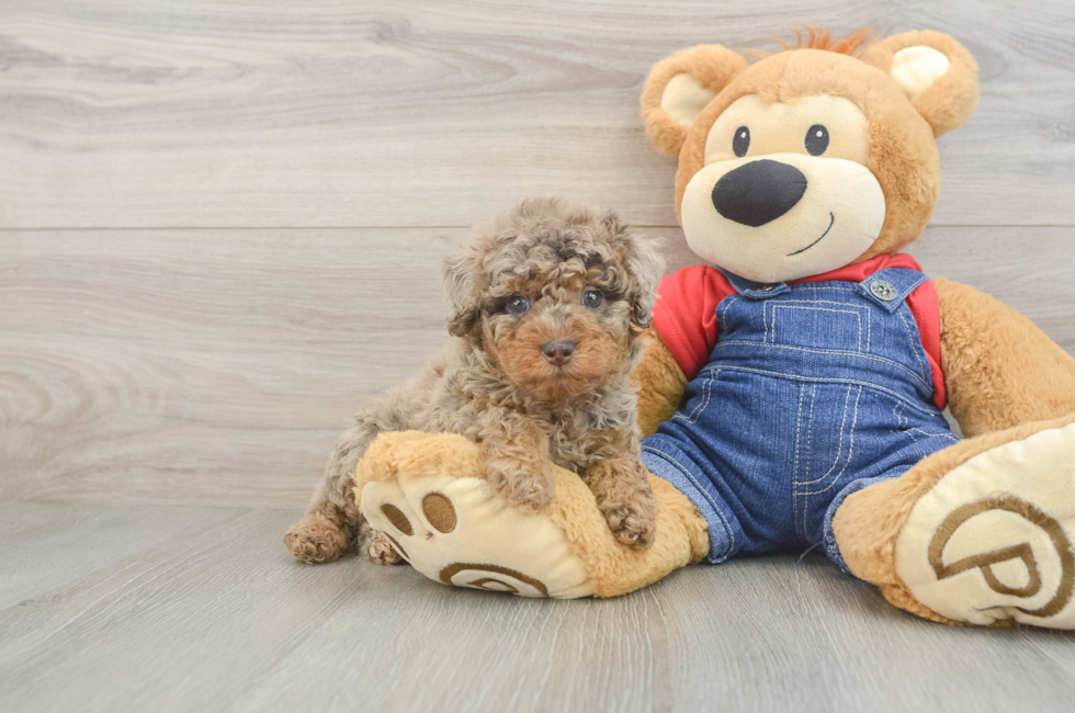 5 week old Poodle Puppy For Sale - Lone Star Pups