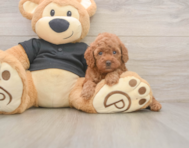 7 week old Poodle Puppy For Sale - Lone Star Pups