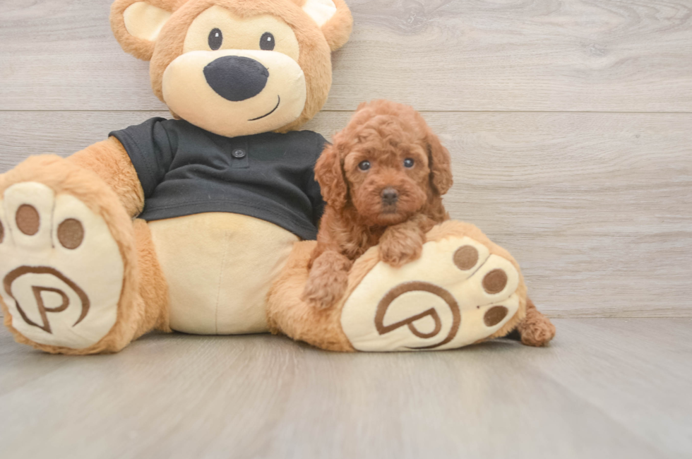 5 week old Poodle Puppy For Sale - Lone Star Pups