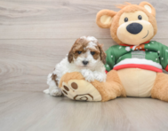 7 week old Poodle Puppy For Sale - Lone Star Pups