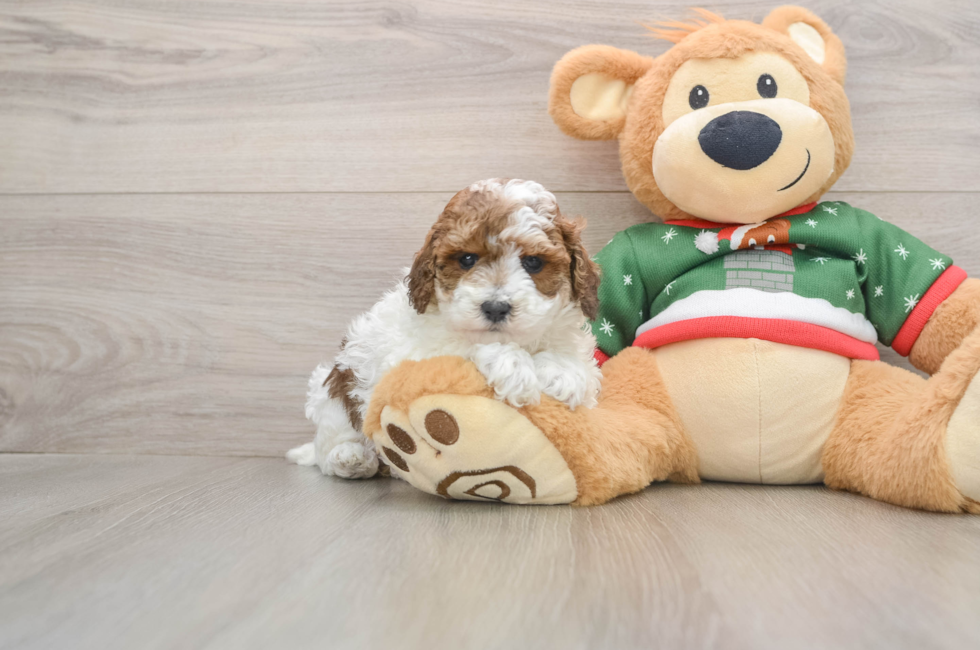 5 week old Poodle Puppy For Sale - Lone Star Pups