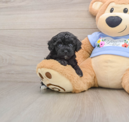7 week old Poodle Puppy For Sale - Lone Star Pups