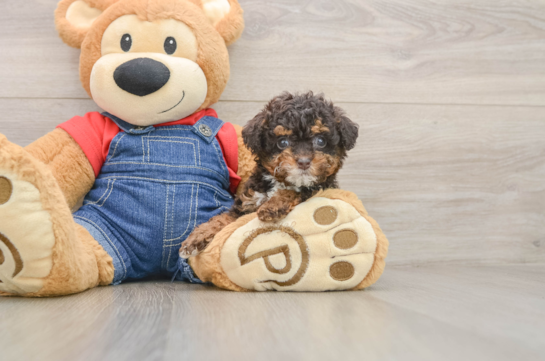 Poodle Pup Being Cute