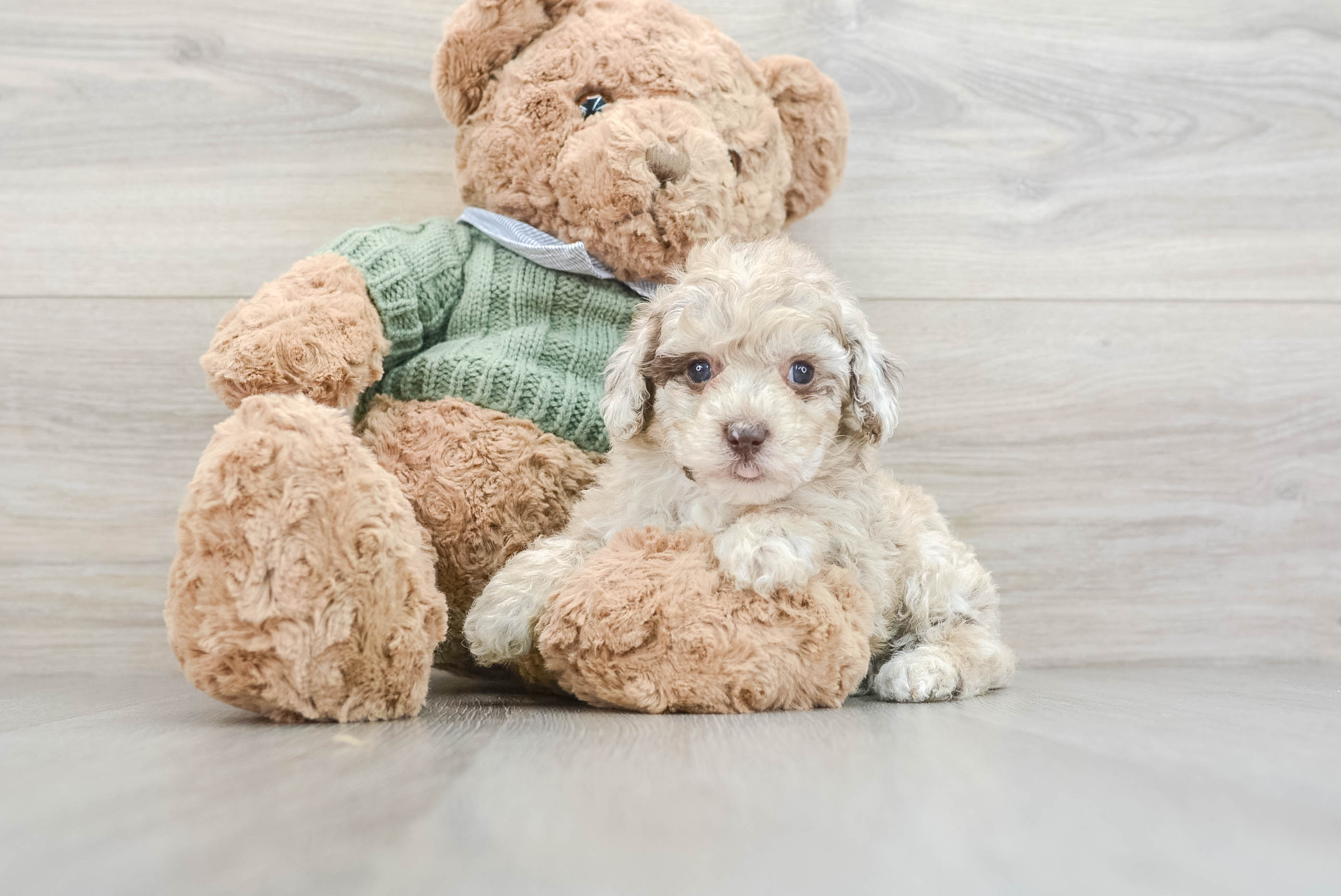 Cute Poodle Angel: 3lb 1oz Purebred Puppy