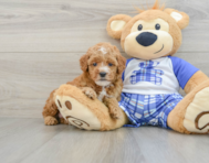 8 week old Poodle Puppy For Sale - Lone Star Pups