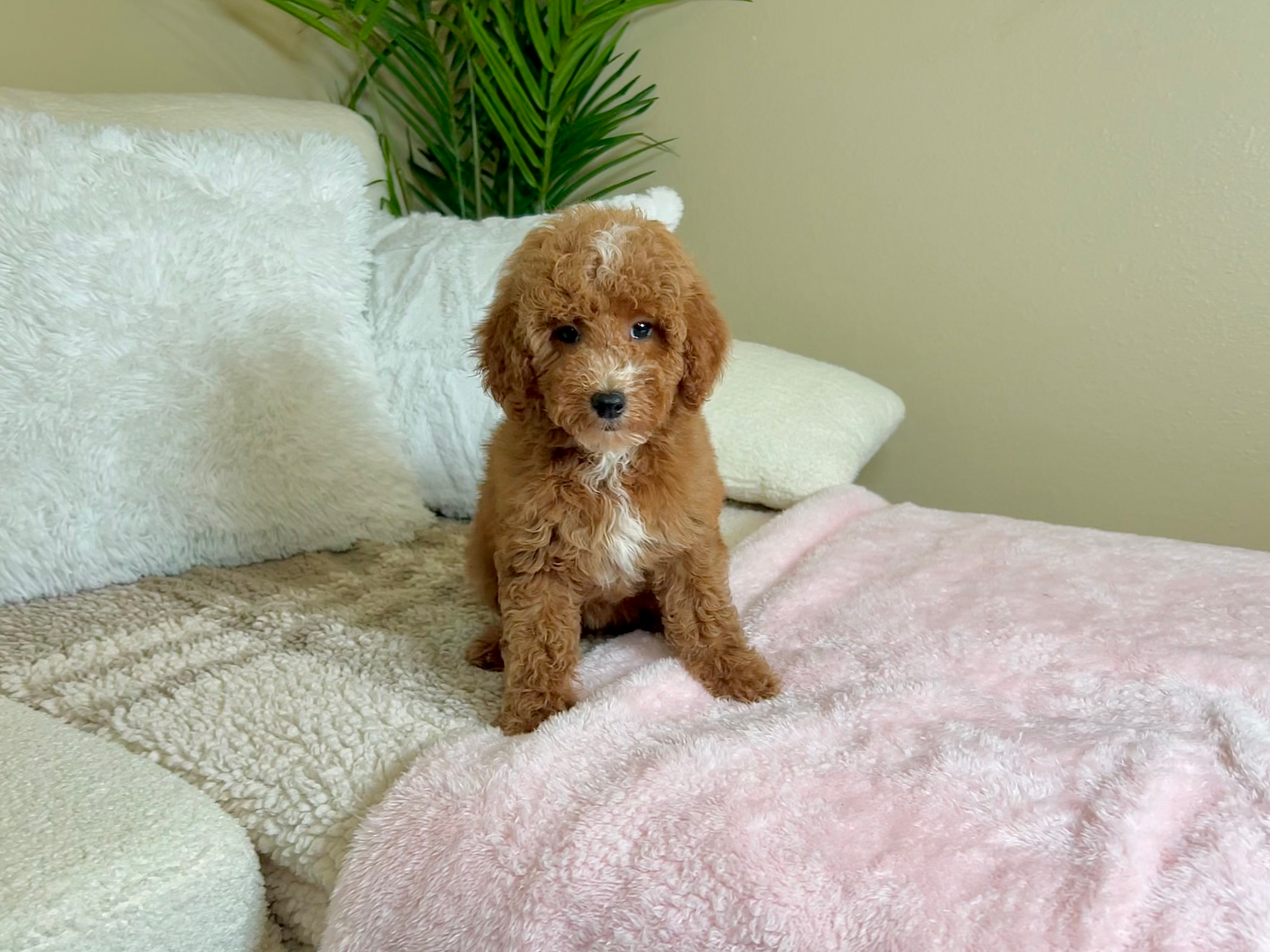Best Poodle Baby