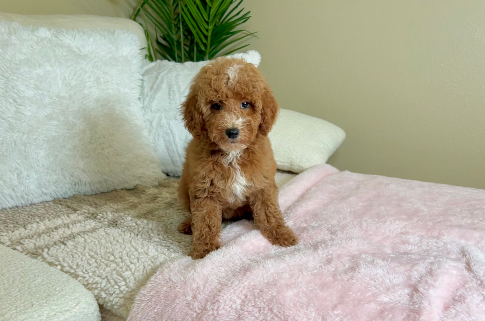 10 week old Poodle Puppy For Sale - Lone Star Pups