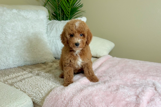 Poodle Puppy for Adoption