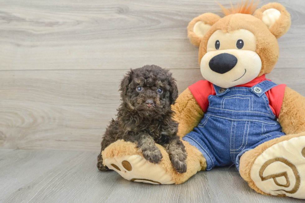 Poodle Pup Being Cute