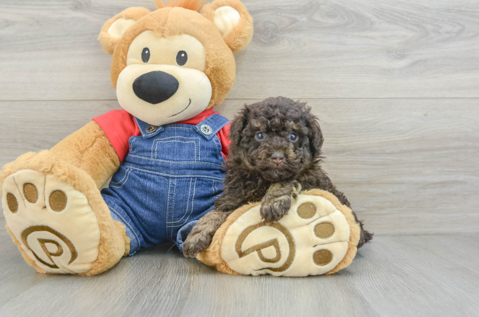 5 week old Poodle Puppy For Sale - Lone Star Pups