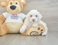 7 week old Poodle Puppy For Sale - Lone Star Pups