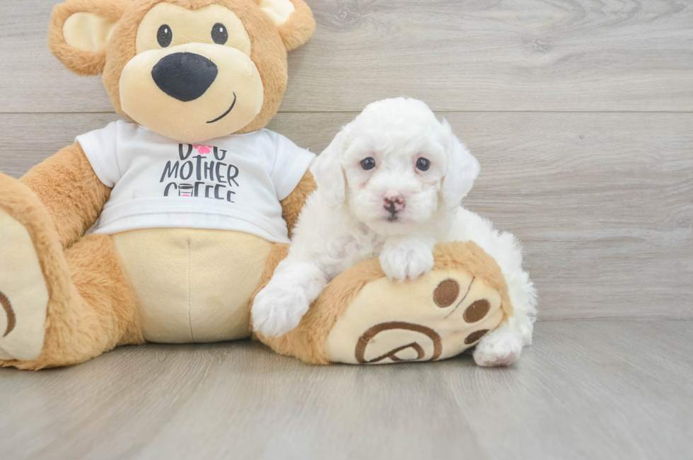 7 week old Poodle Puppy For Sale - Lone Star Pups